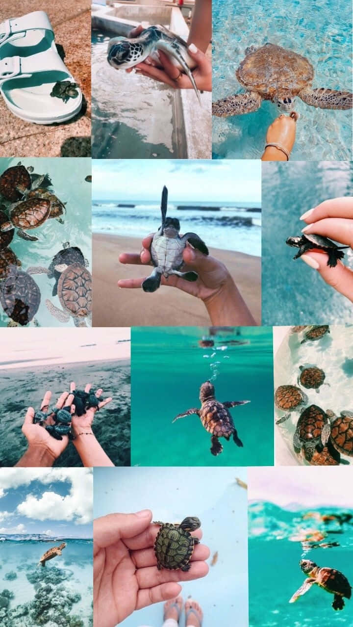 Turtle Lovers Collage Wallpaper