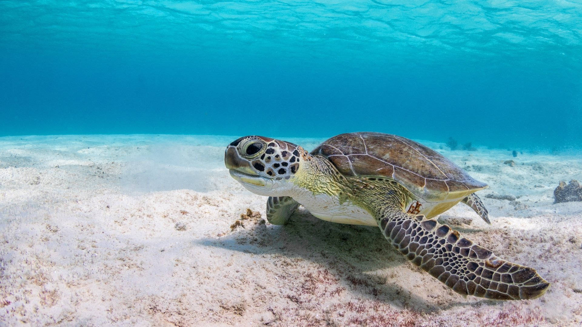Schildkröteauf Dem Meeresboden Wallpaper
