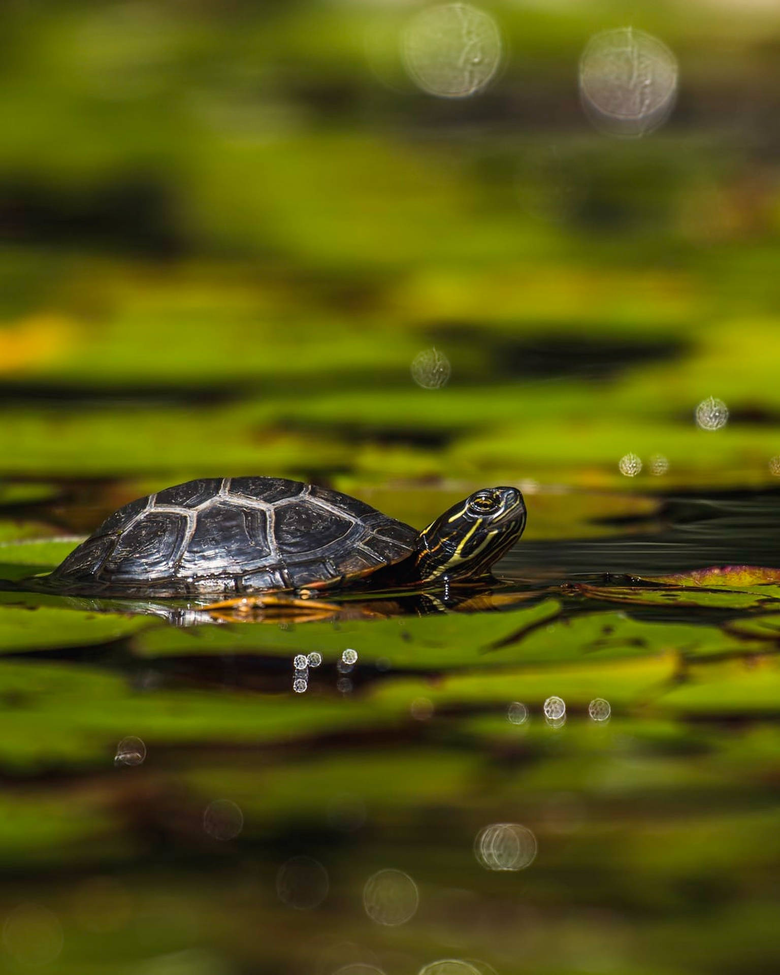 Turtle On A Water Lily Wallpaper