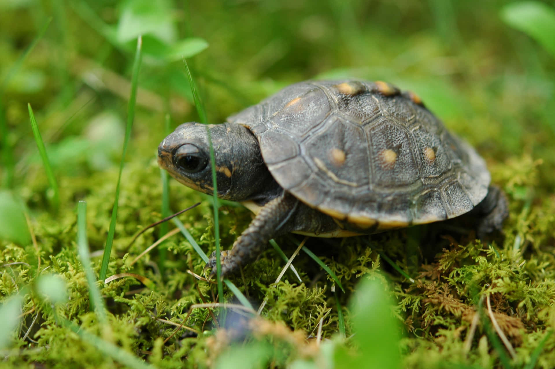 Turtle Pictures