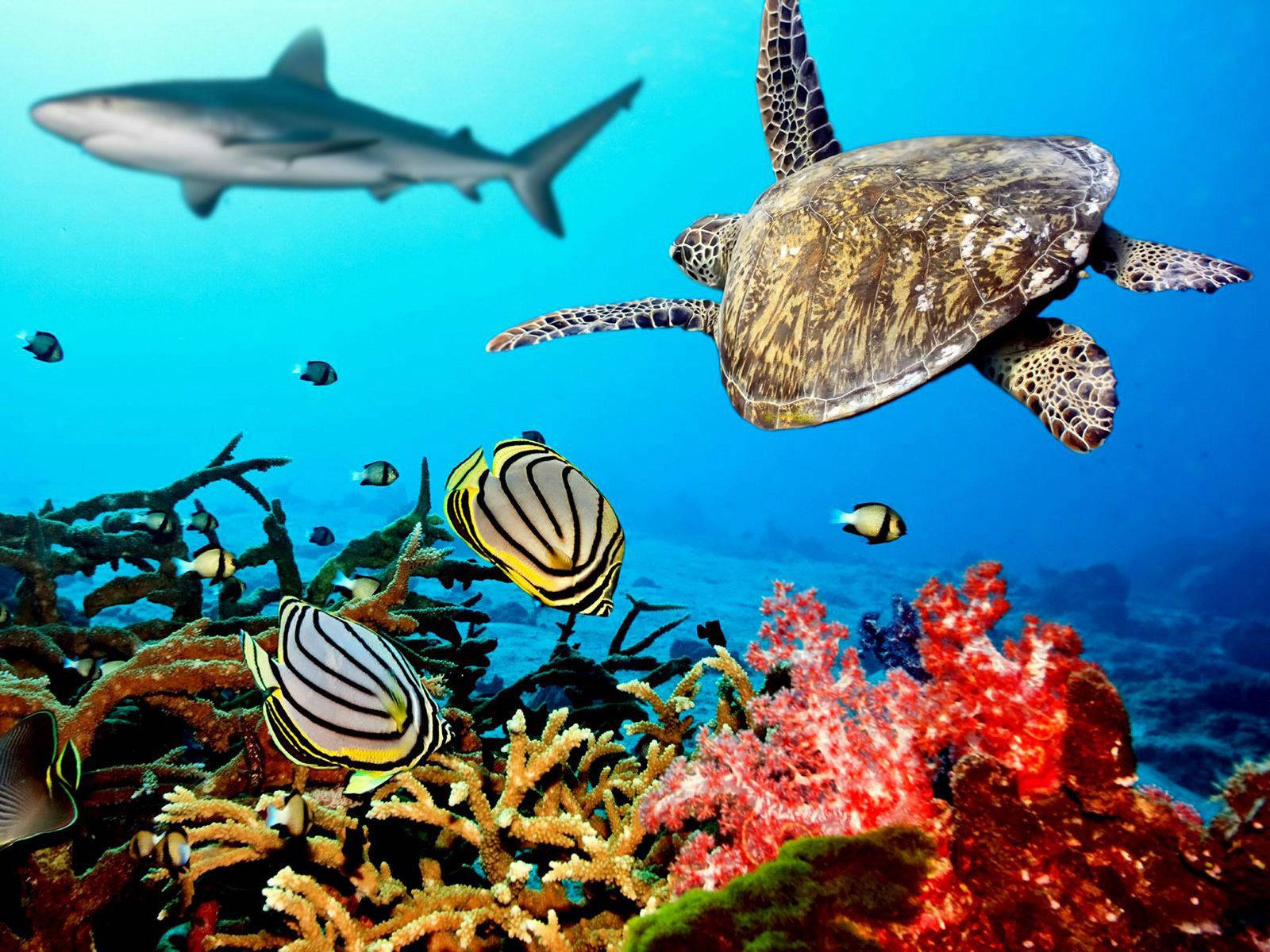 Turtle Shark Coral Reef Wallpaper