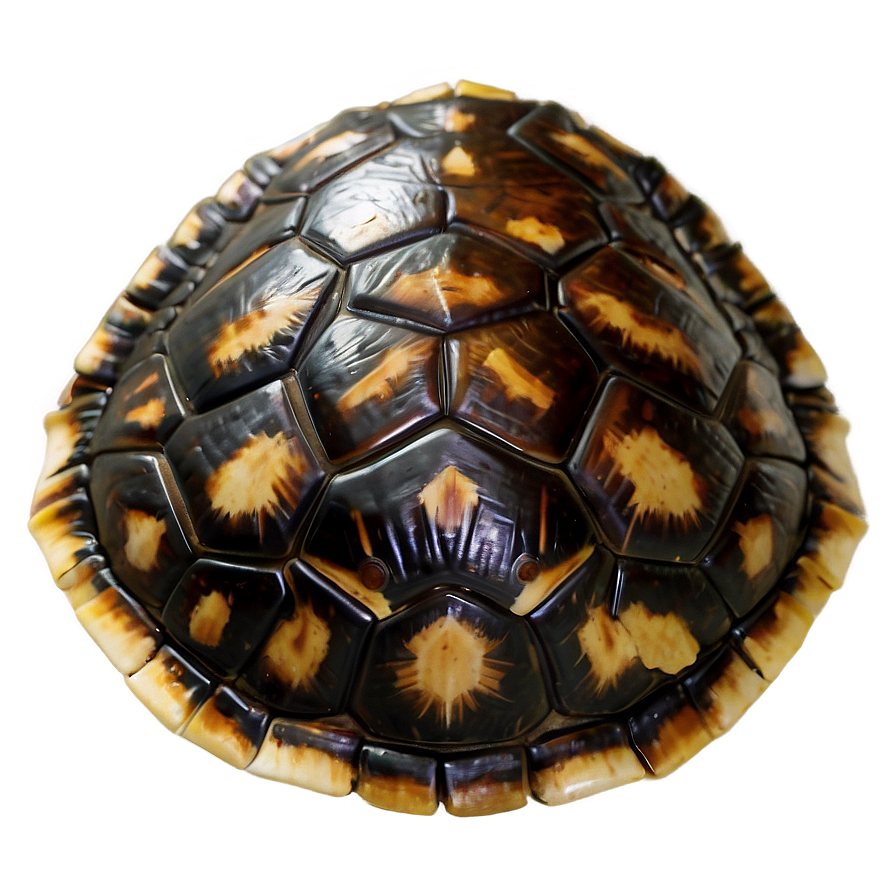 Turtle Shell Interpretation Png 61 PNG