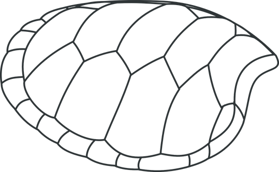 Turtle Shell Outline Graphic PNG