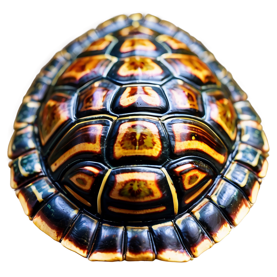 Turtle Shell Texture Close-up Png 06132024 PNG