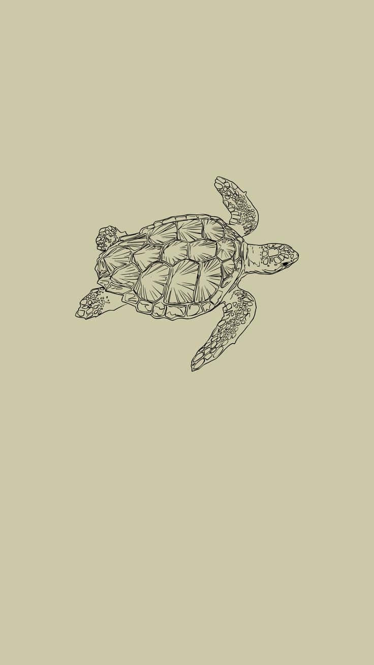 Turtle Sketch Aesthetic Artwork Wallpaper