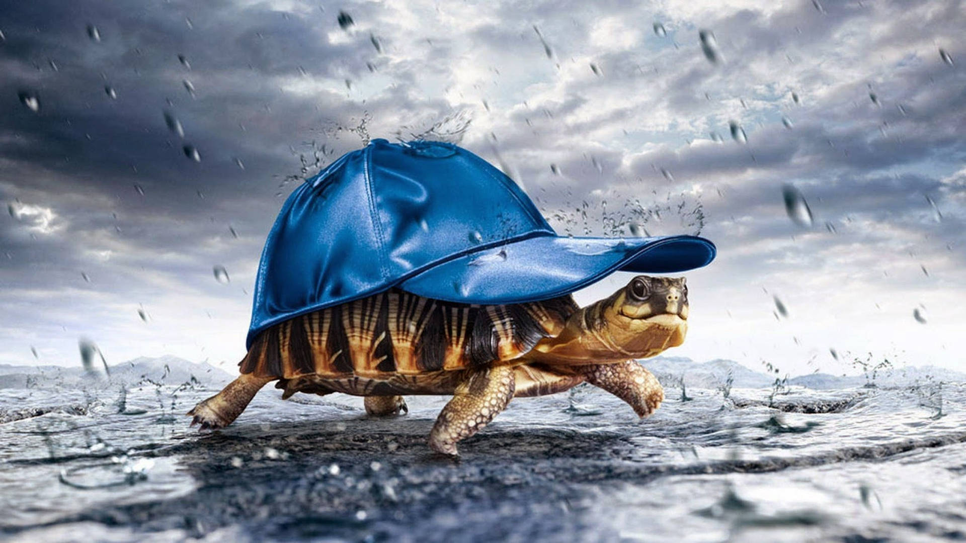 Skildpadde med blå hat langsomt bevæger sig over skærmen Wallpaper