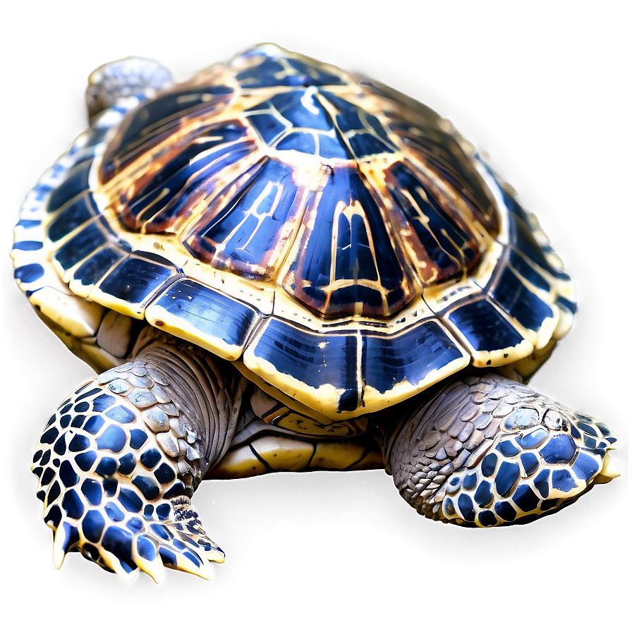 Turtle With Detailed Shell Pattern Png 06242024 PNG