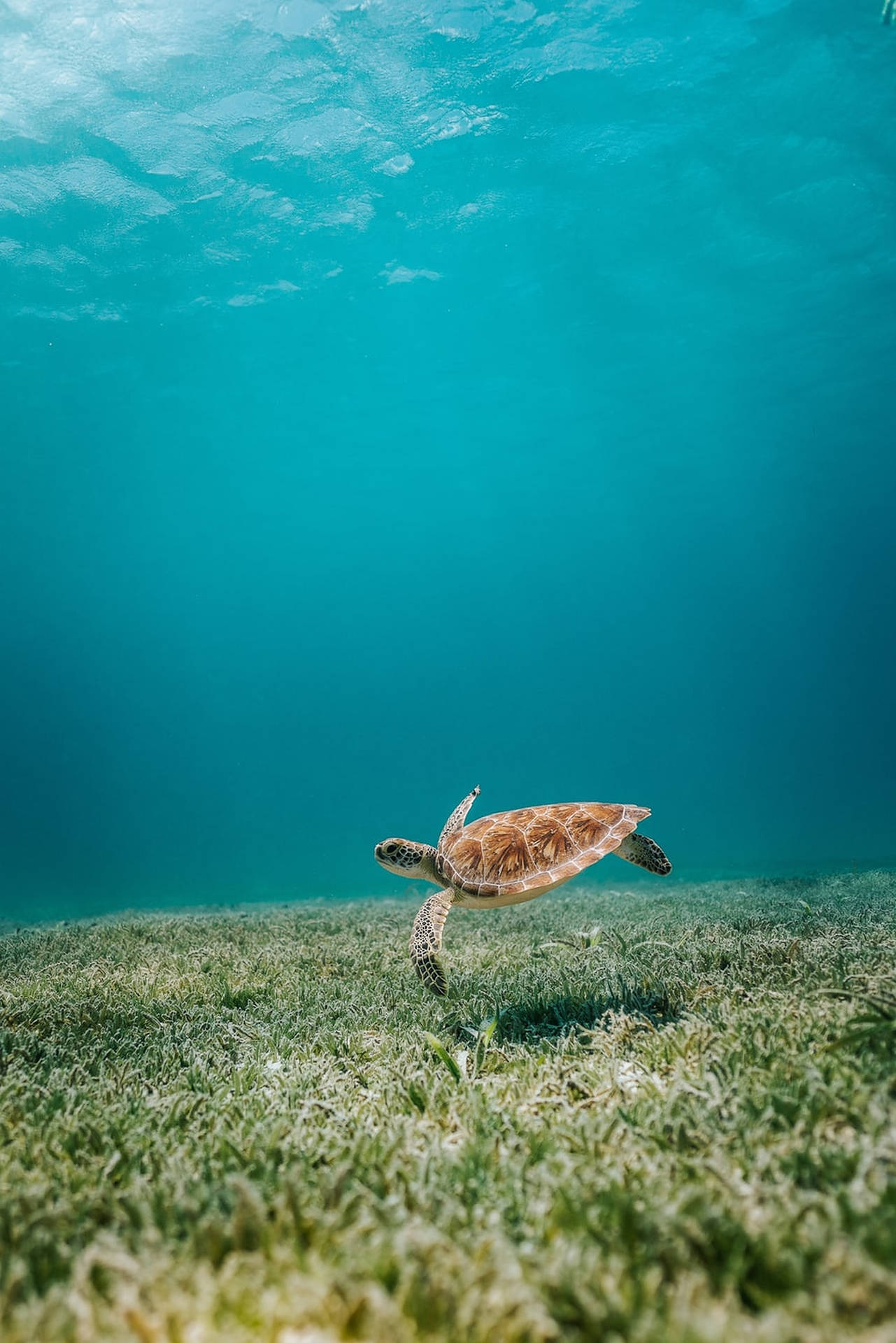 Turtle With Sea Grass Wallpaper