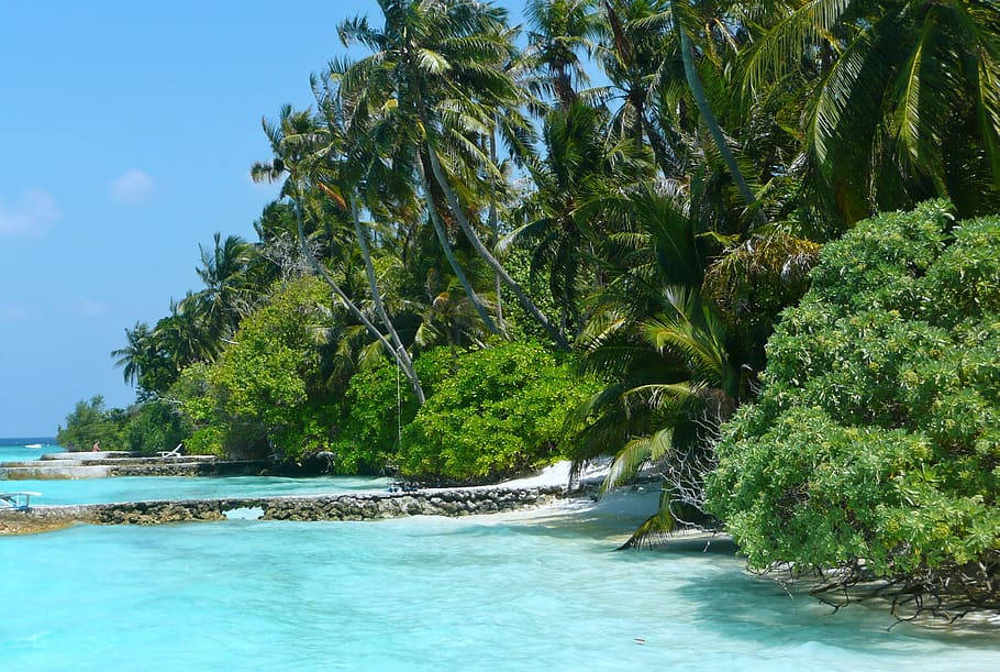Grønne træer på tuvaluøer kontrasteret mod turkis Wallpaper