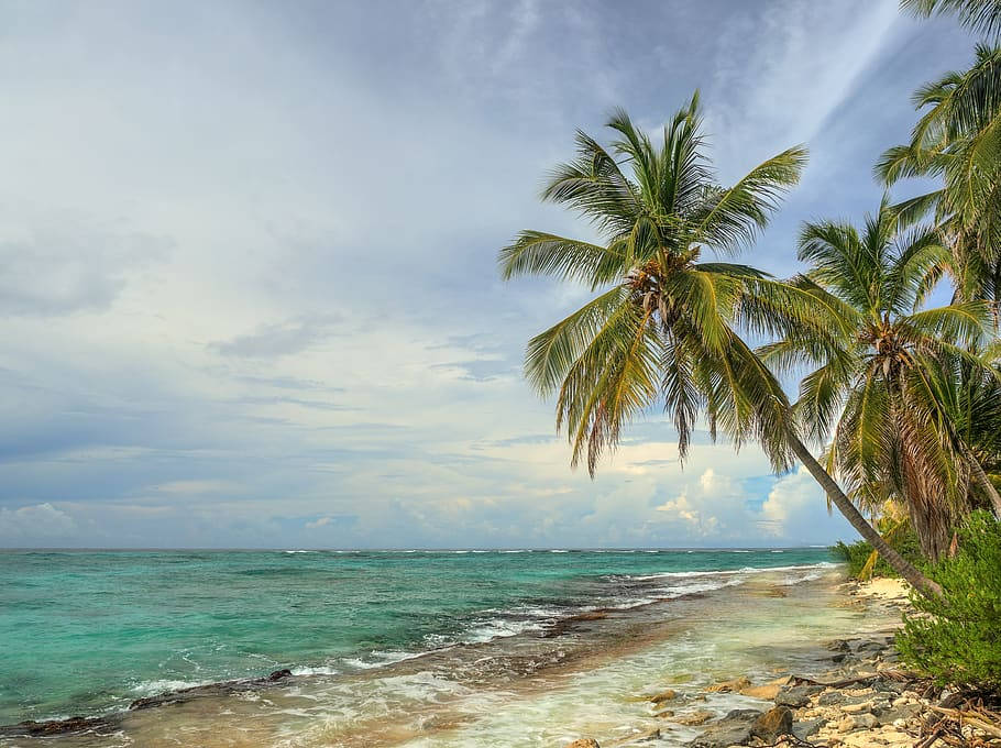 Tuvaluisland Palm Trees (tuvalus Palmträd) Wallpaper