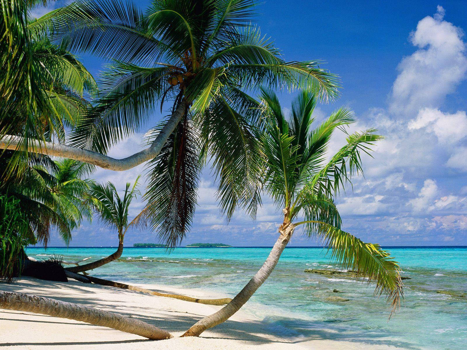 Tuvalu Palm Trees Wallpaper