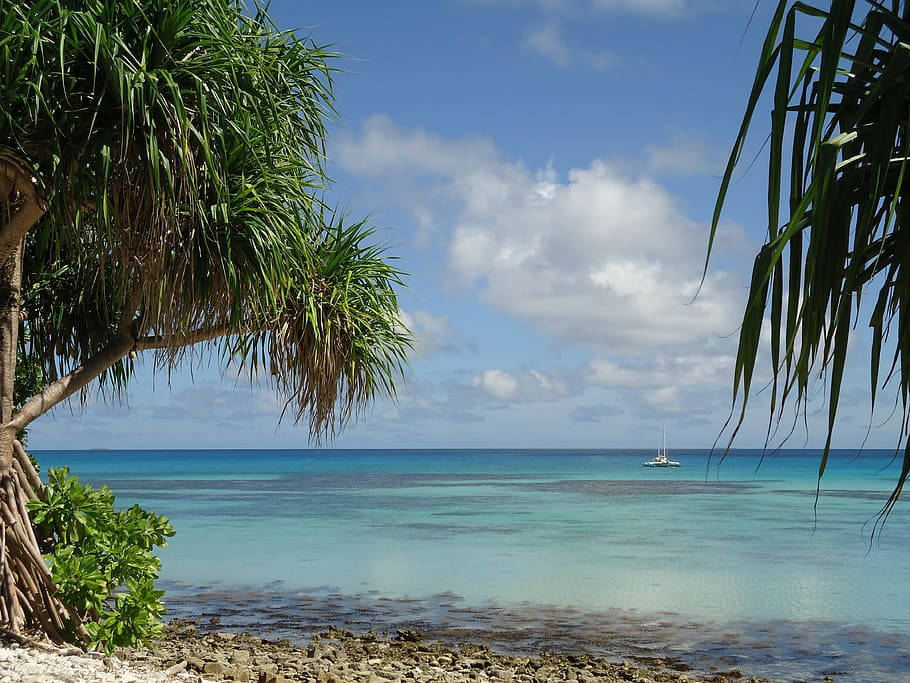 Tuvalu høje strand træer Wallpaper