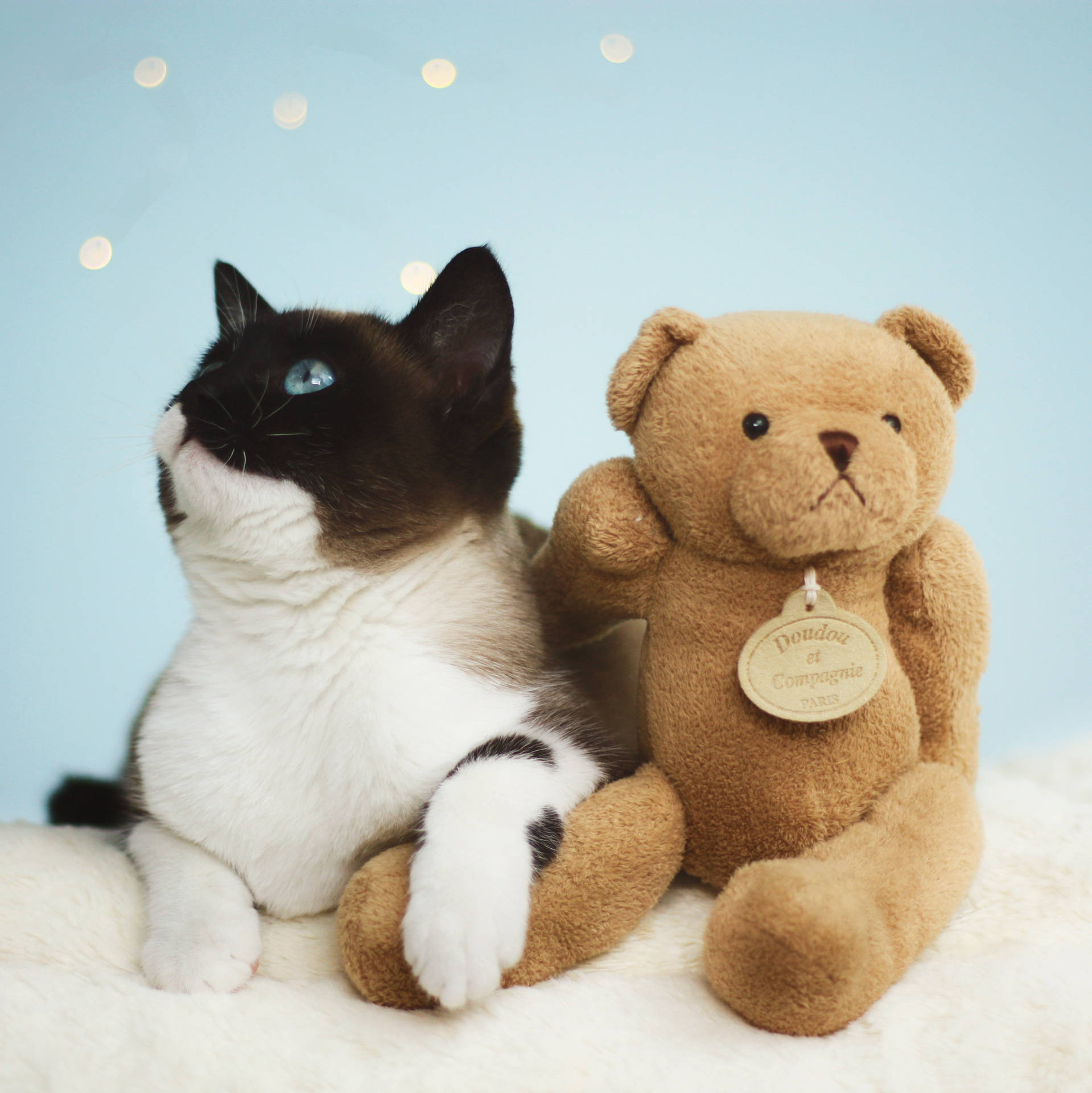 Tuxedo Cat And Cute Teddy Bear Wallpaper