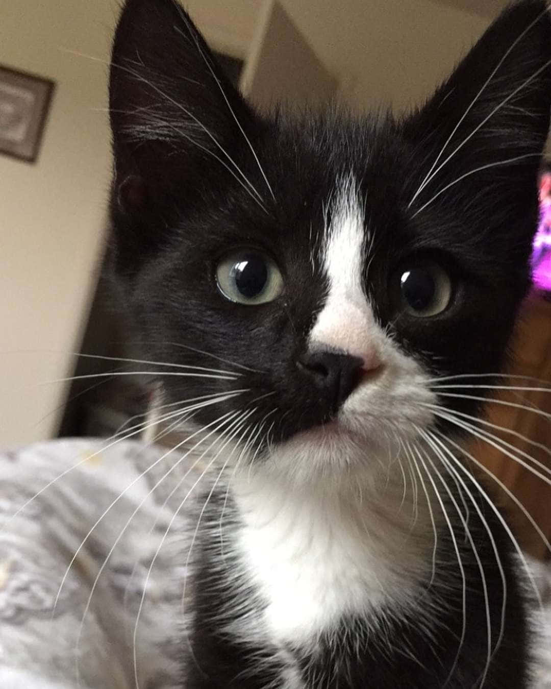 Tuxedo Cat Black White Kitten Close Up Picture