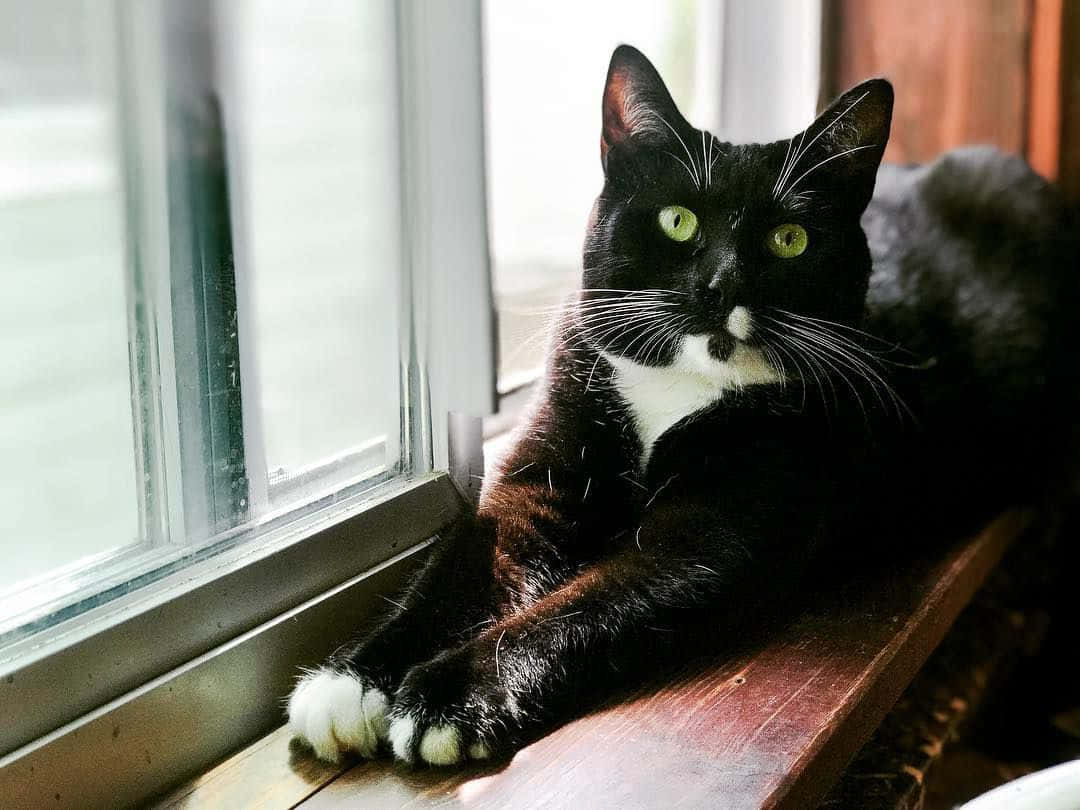 Tuxedo Cat Black White By The Window Picture