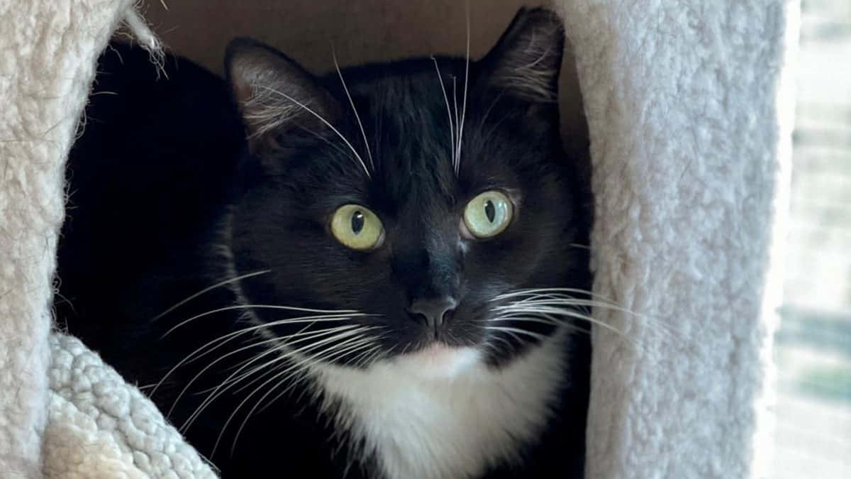 Tuxedo Cat Fleece Crate Photography Picture
