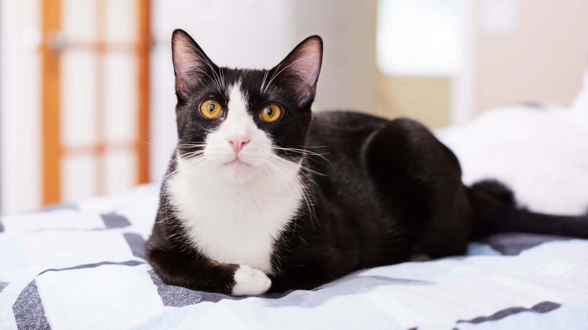 Tuxedo Cat Domestic Yellow Eyed Cat Picture