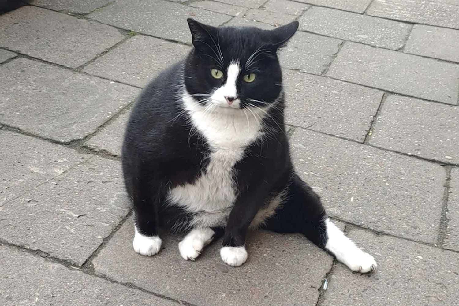 Tuxedo Cat Black White Chunky Angry Stare Picture