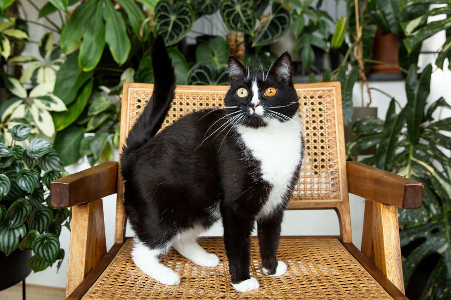Bildav En Tuxedo-katt Med Amerikansk Ringstjärt Och Tvåfärgade Ögon
