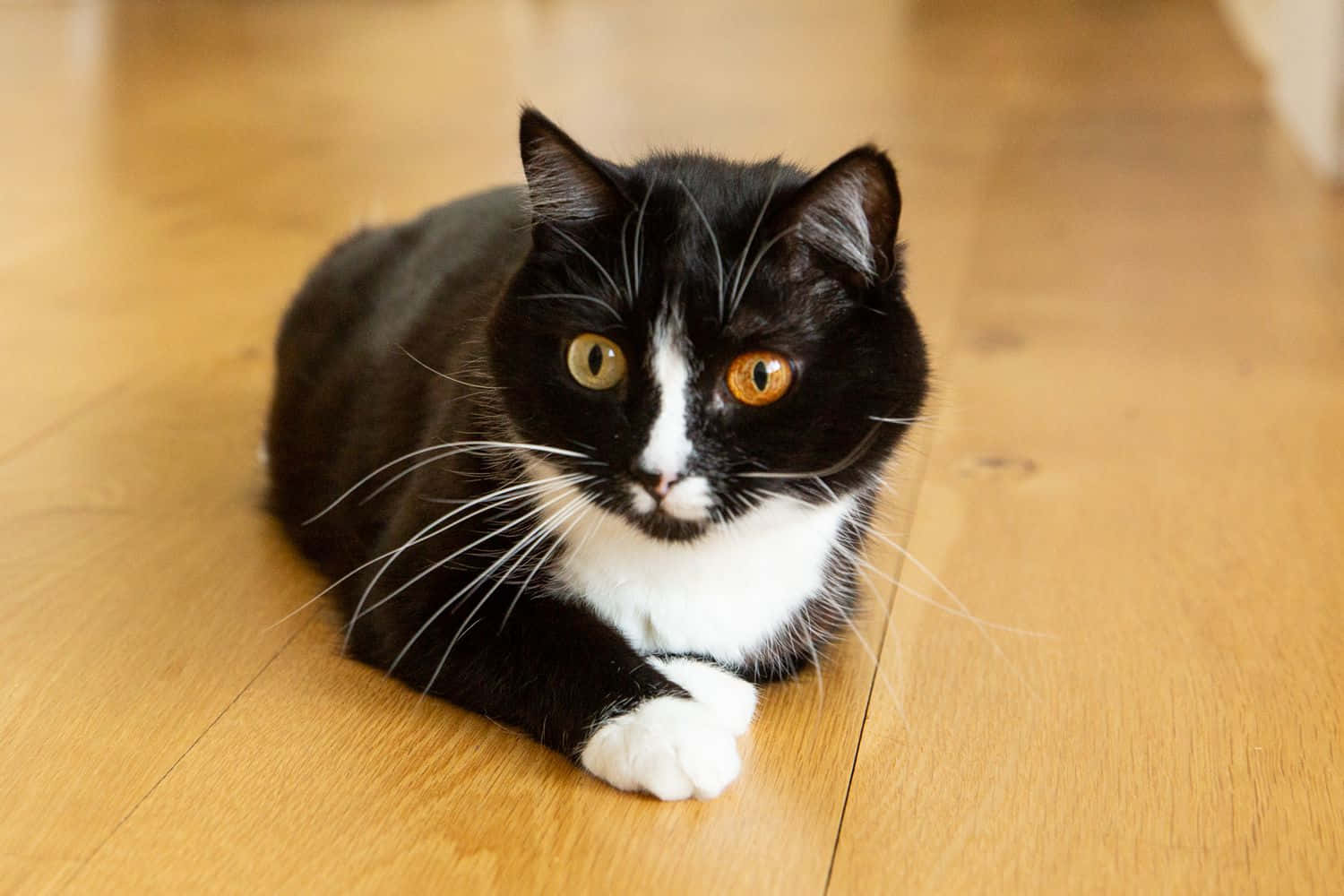 Majestic Tuxedo Cat Posing for Portrait