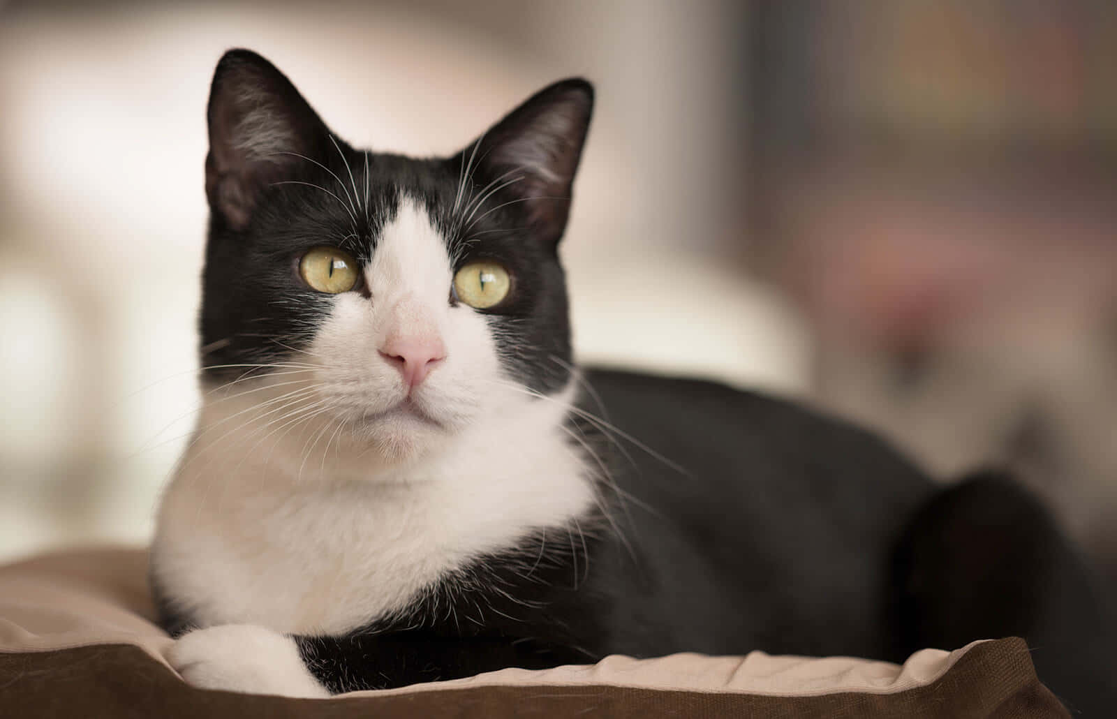 This Adorable Tuxedo Cat Is Just Waiting For You To Cuddle