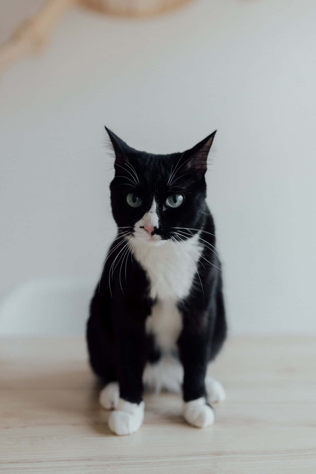 Tuxedo Cat Bicolor Domestic Angry Stare Picture