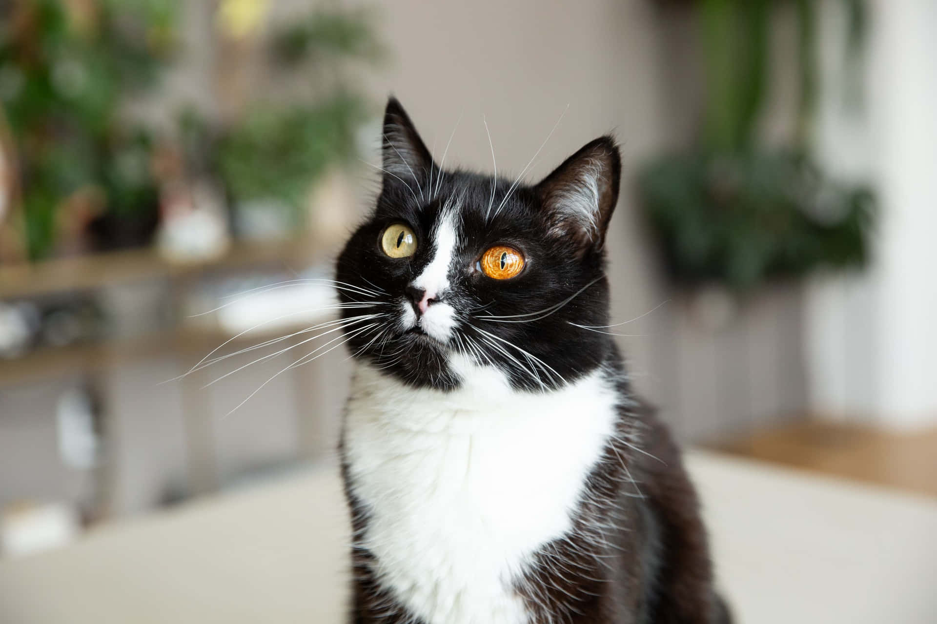 Bildpå Nyfiket Ansikte Av En Kortkort Tuxedo-katt