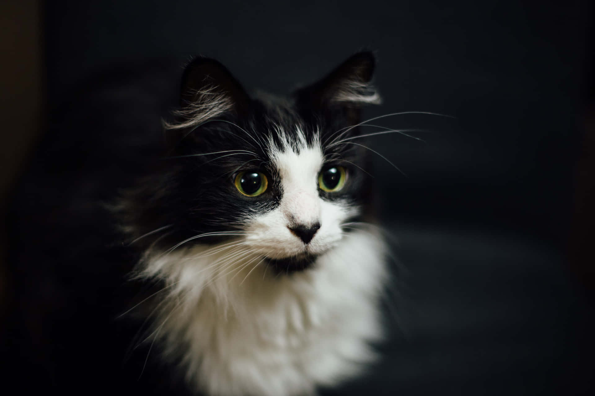 Tuxedo Cat Domestic Long Haired Picture