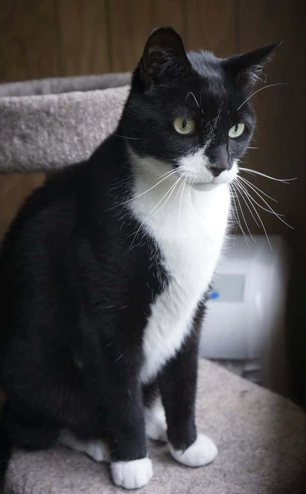 Elegant Tuxedo Cat in a Relaxed Pose