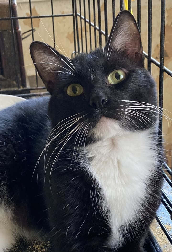 Majestic Tuxedo Cat in High Definition