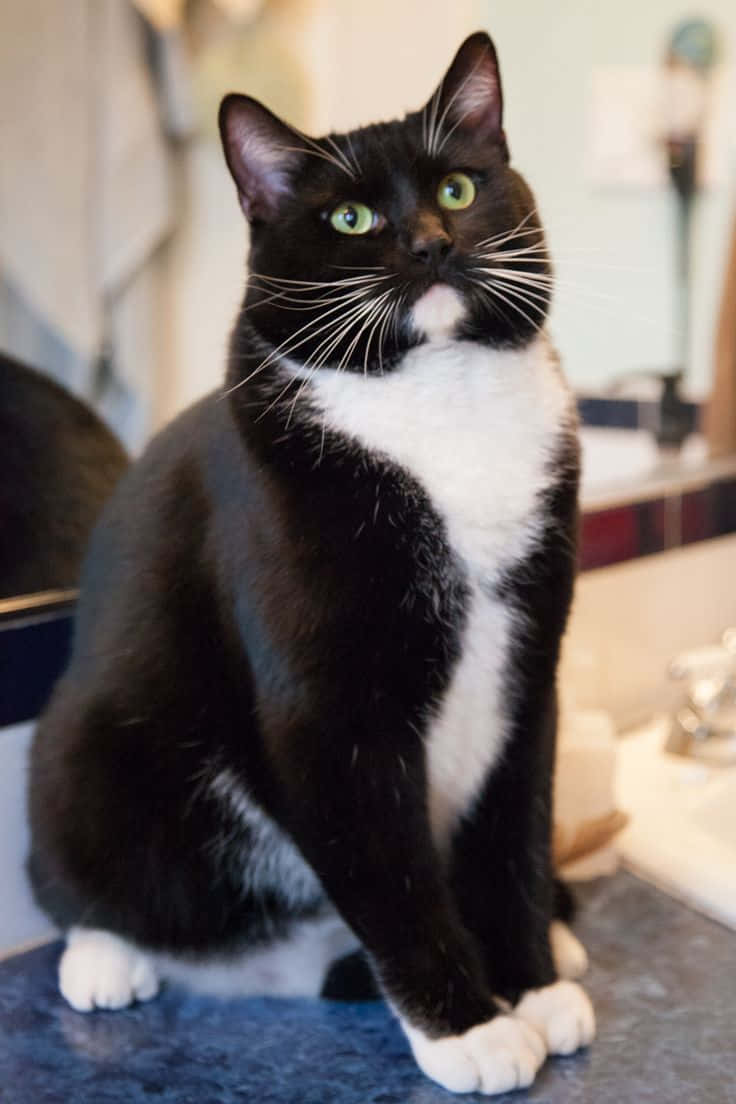 Tuxedo Cat Black White Bicolor Cute Stare Picture