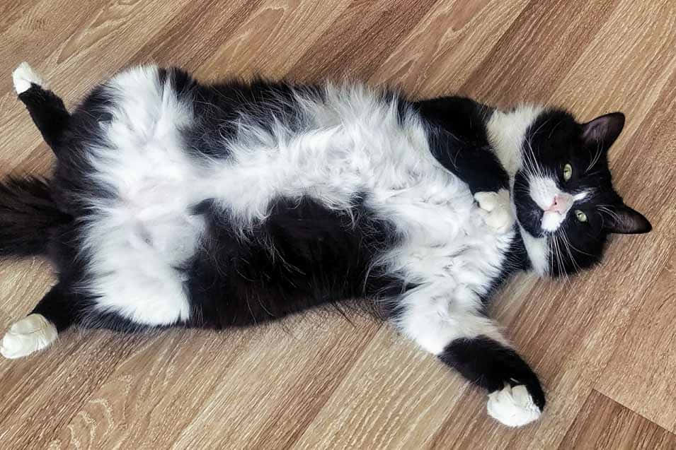 Tuxedo Cat Long Haired Belly Scratch Picture