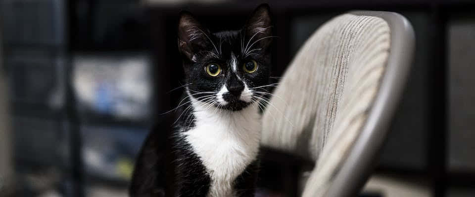 Download Captivating Tuxedo Cat Lounging 