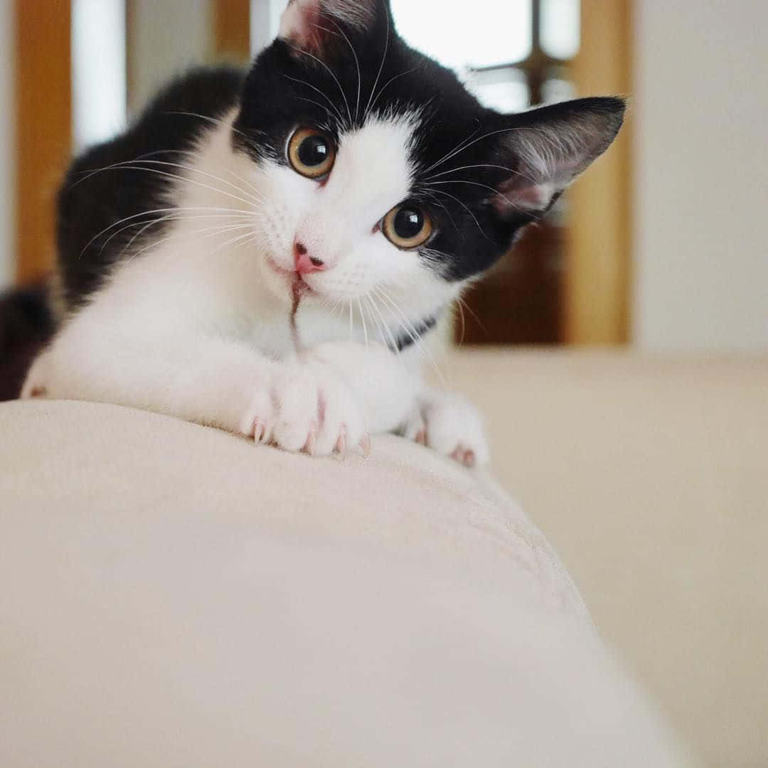 Majestic Tuxedo Cat Posing Gracefully