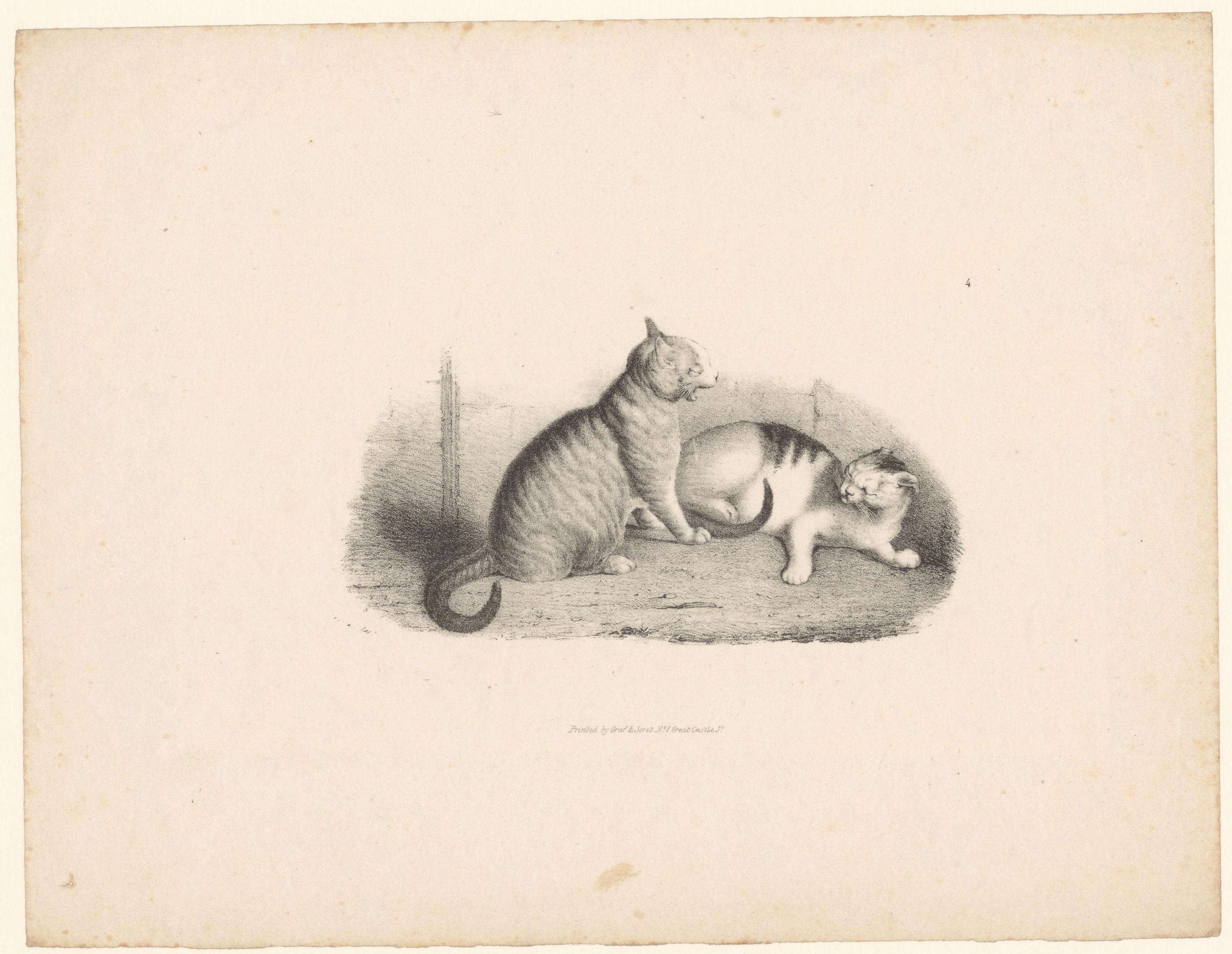 Twee katten Wallpaper