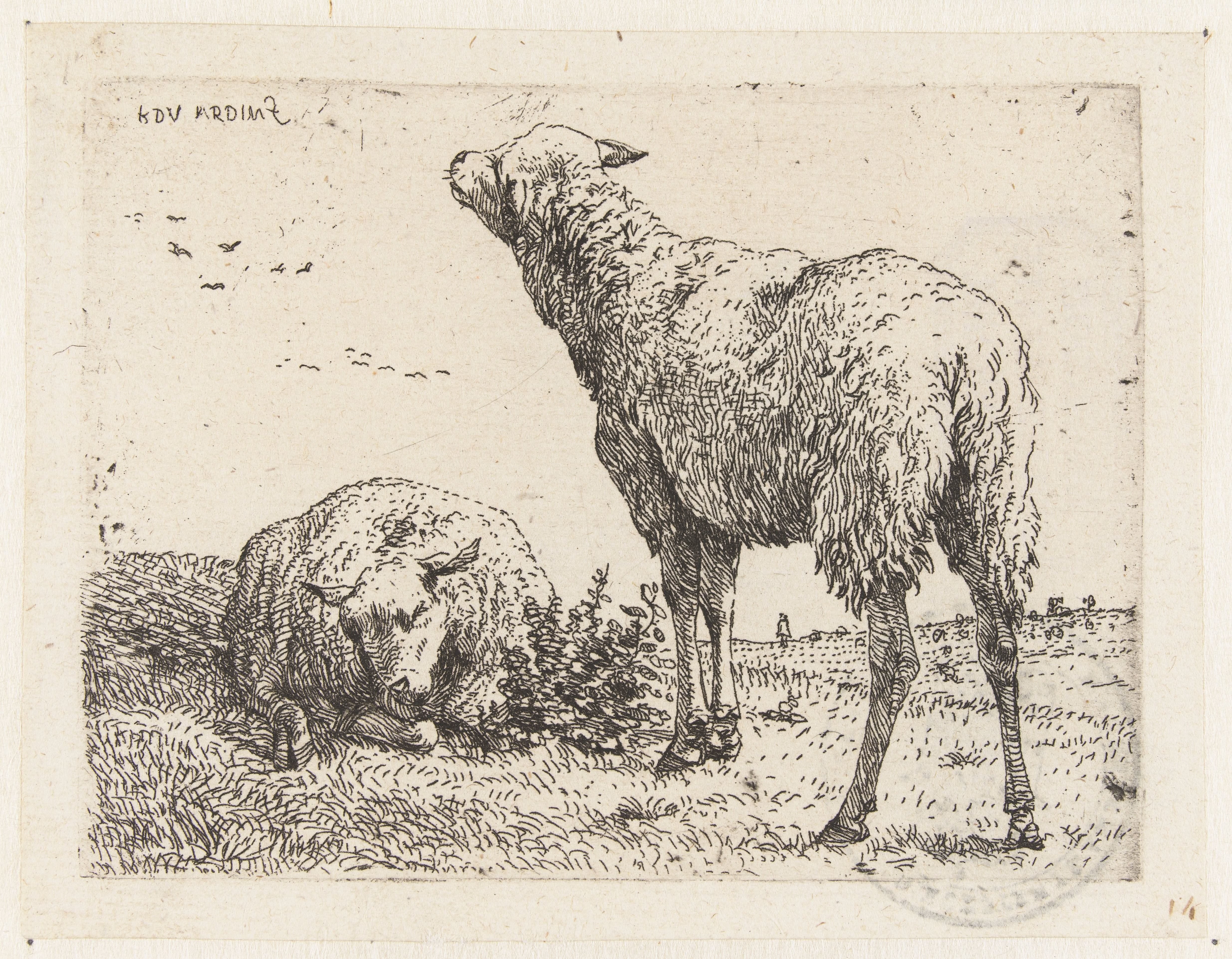 Twee schapen Wallpaper