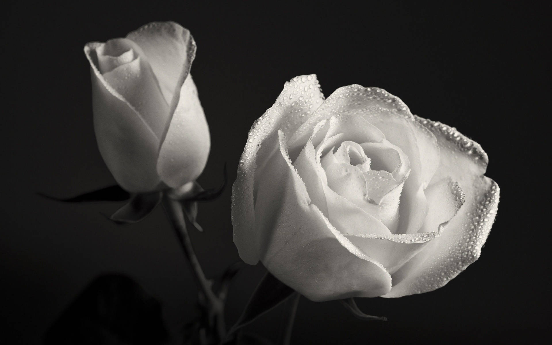 Twig Of Black And White Rose Flowers Wallpaper