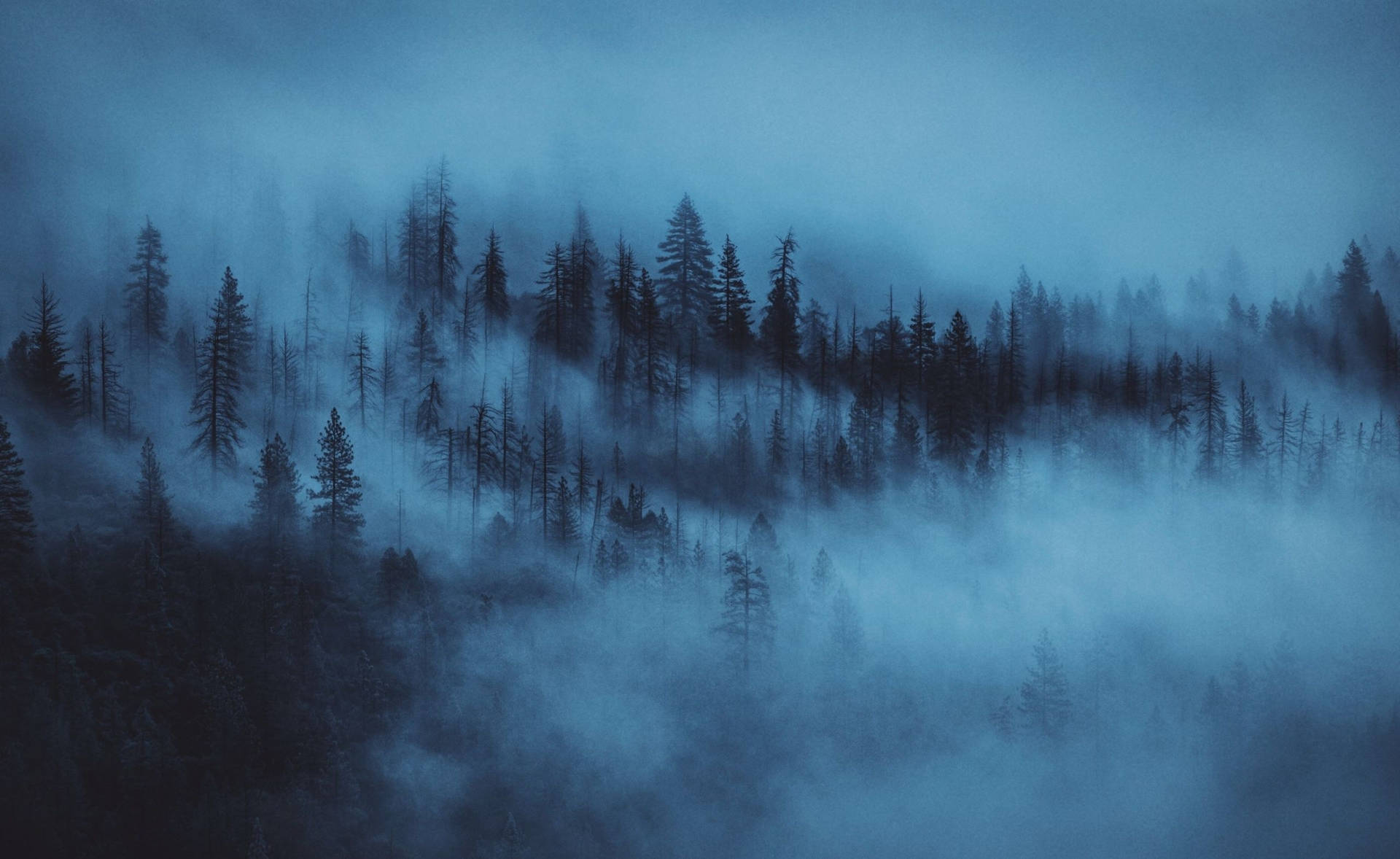 A Forest With Fog And Trees In The Background Wallpaper