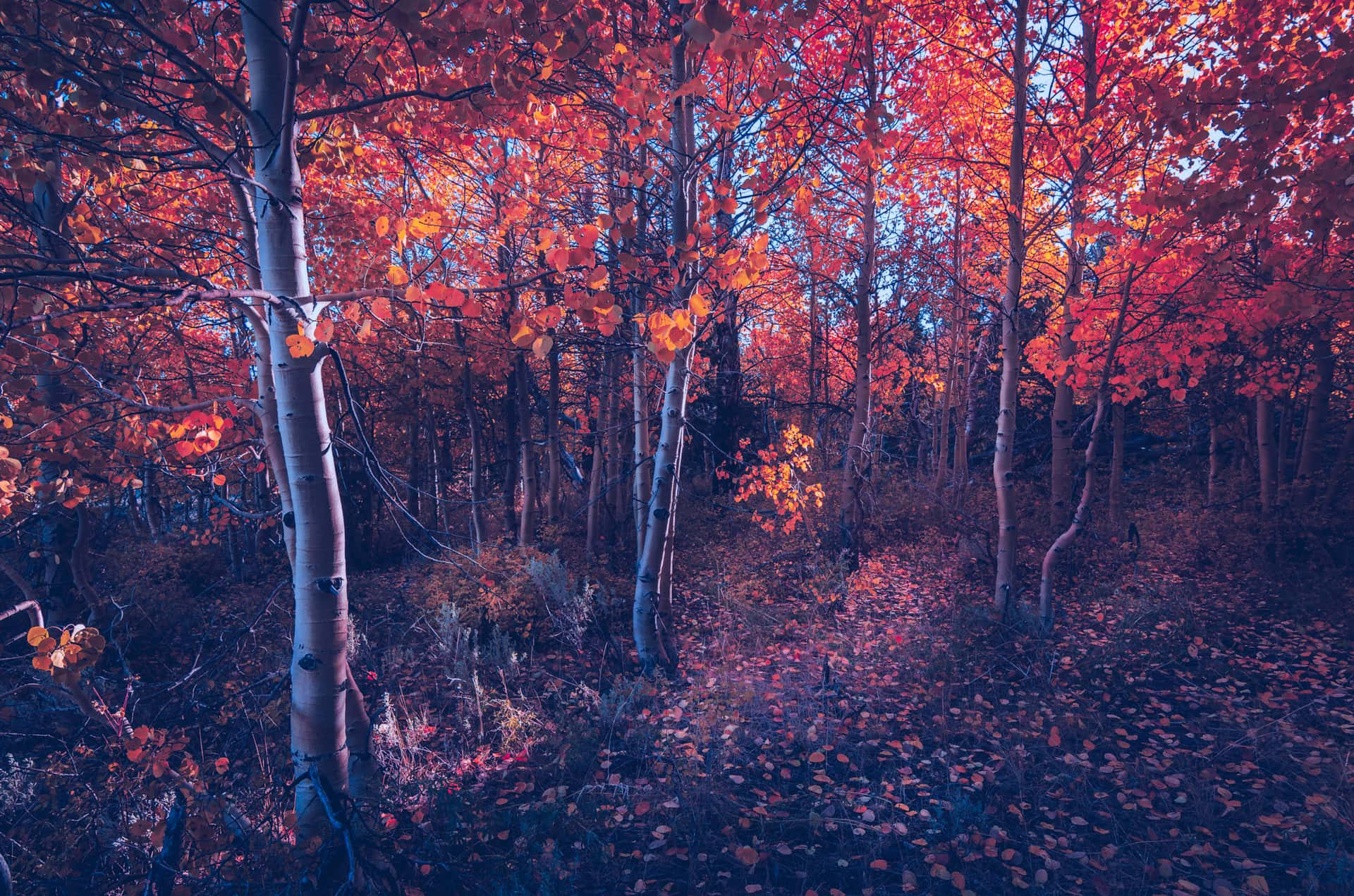 Twilight_ Autumn_ Forest_ Path Wallpaper