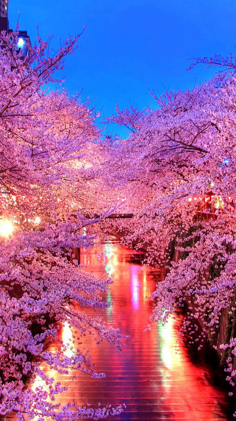 Twilight Cherry Blossoms Over Water.jpg Wallpaper
