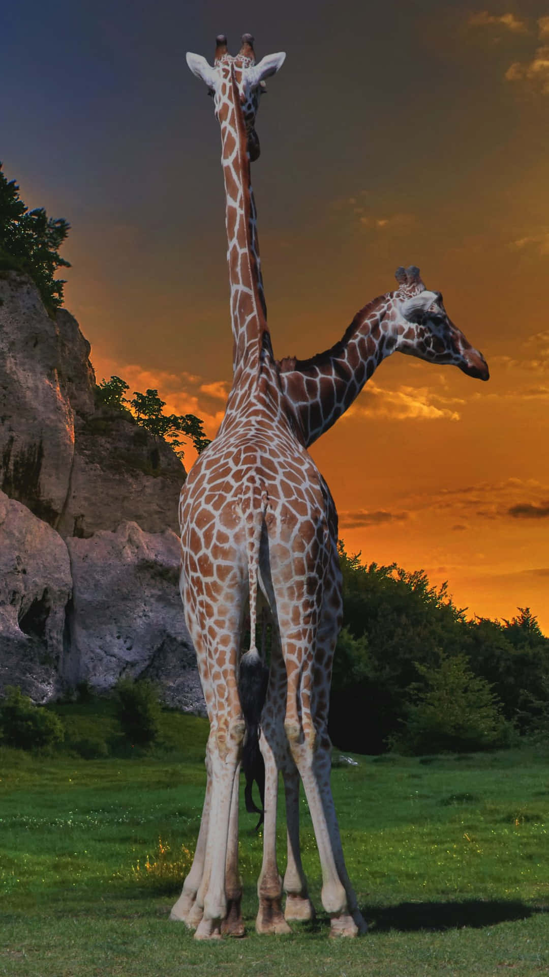 Twilight Giraffes Safari Wallpaper