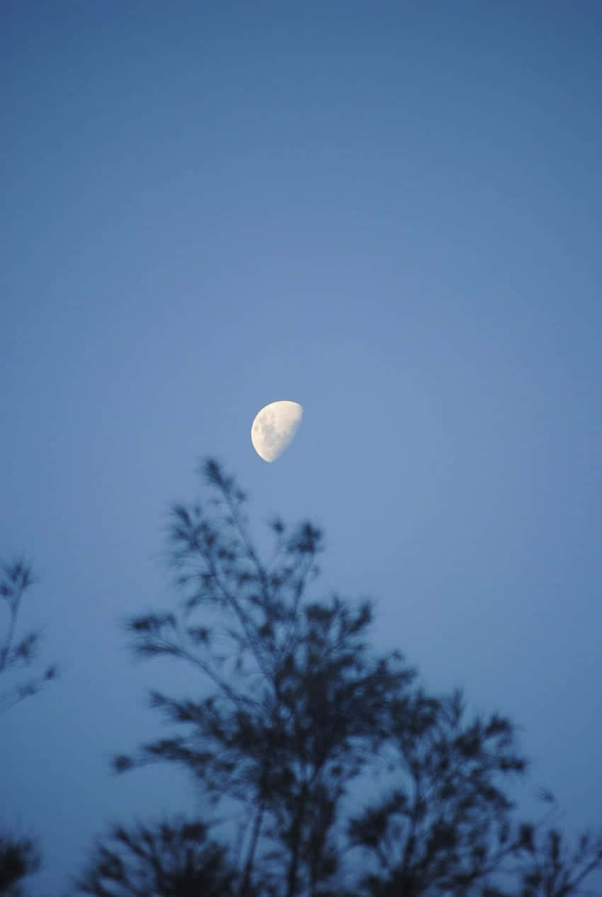 Twilight Moon Over Silhouetted Trees.jpg Wallpaper