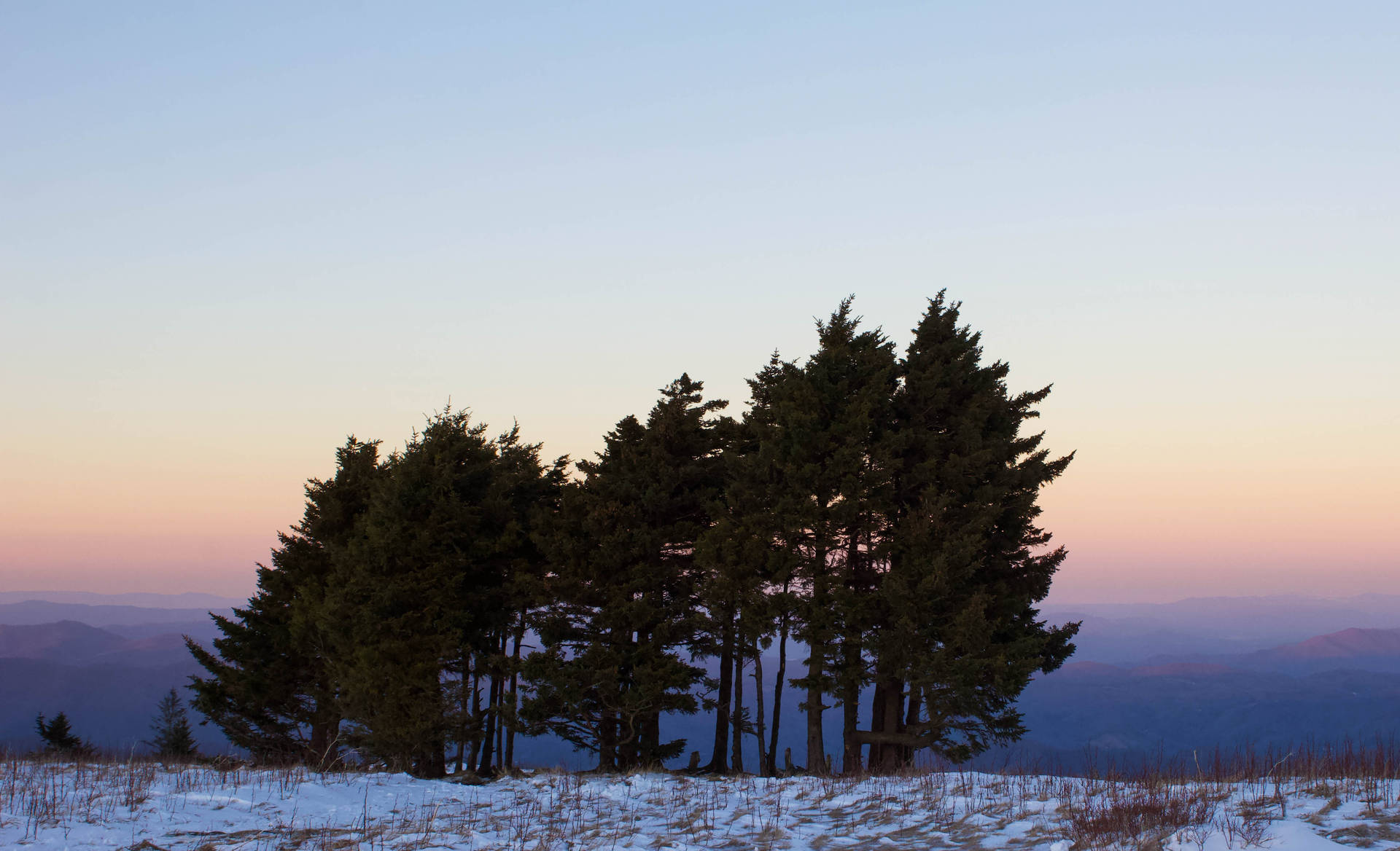 Twilight Mountain Pines.jpg SVG