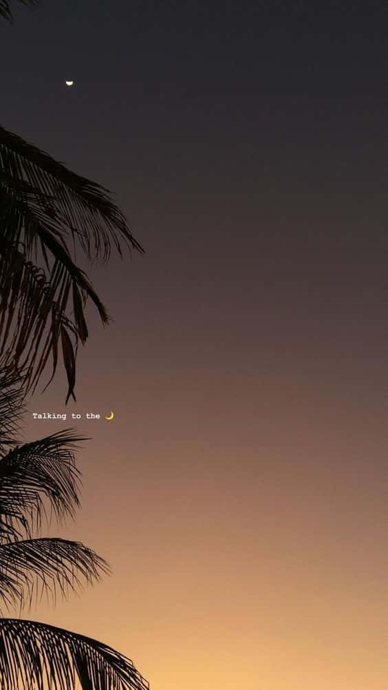 Twilight_ Palm_and_ Moon Wallpaper