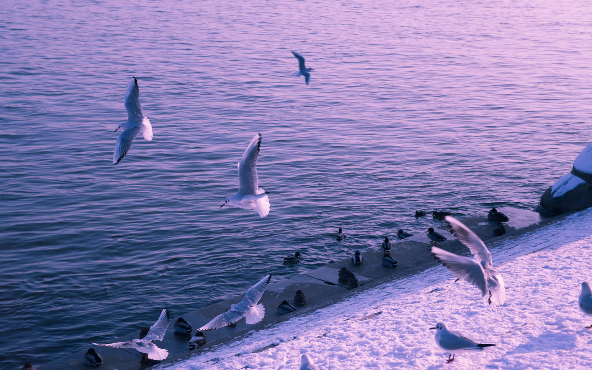 Twilight Seagulls Over Water Wallpaper