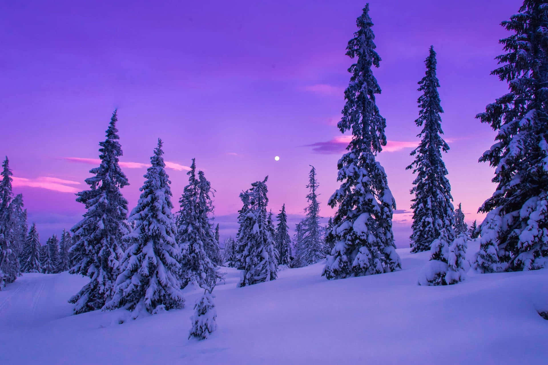 Twilight Snow Covered Forest Wallpaper