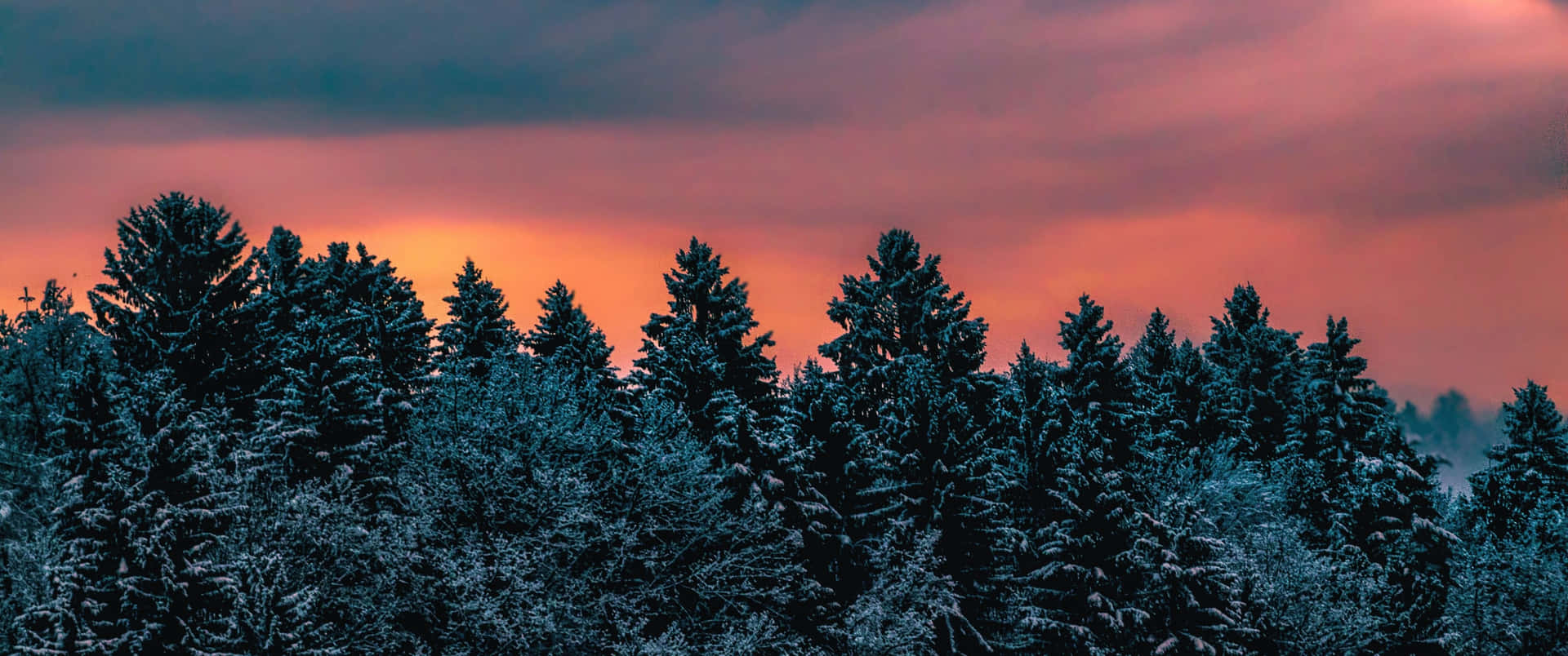 Hämärä Lumen Peittämä Metsän Siluetti Taustakuva