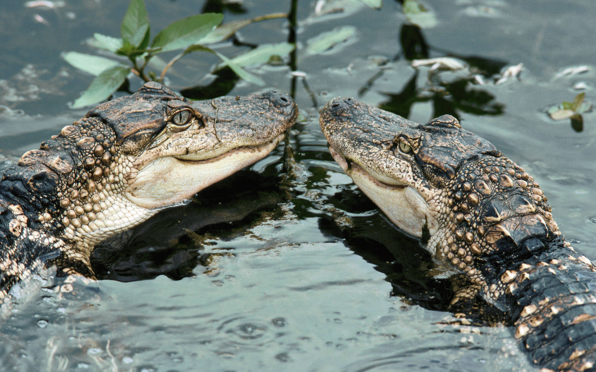 Twin Baby Alligator Wallpaper