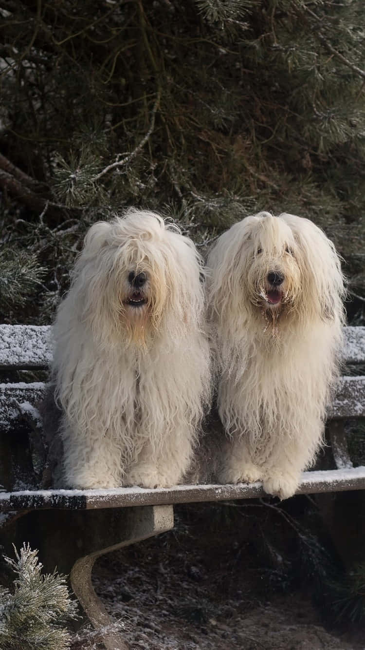 Tweeling Fluffy Witte Honden Winter Scene Achtergrond