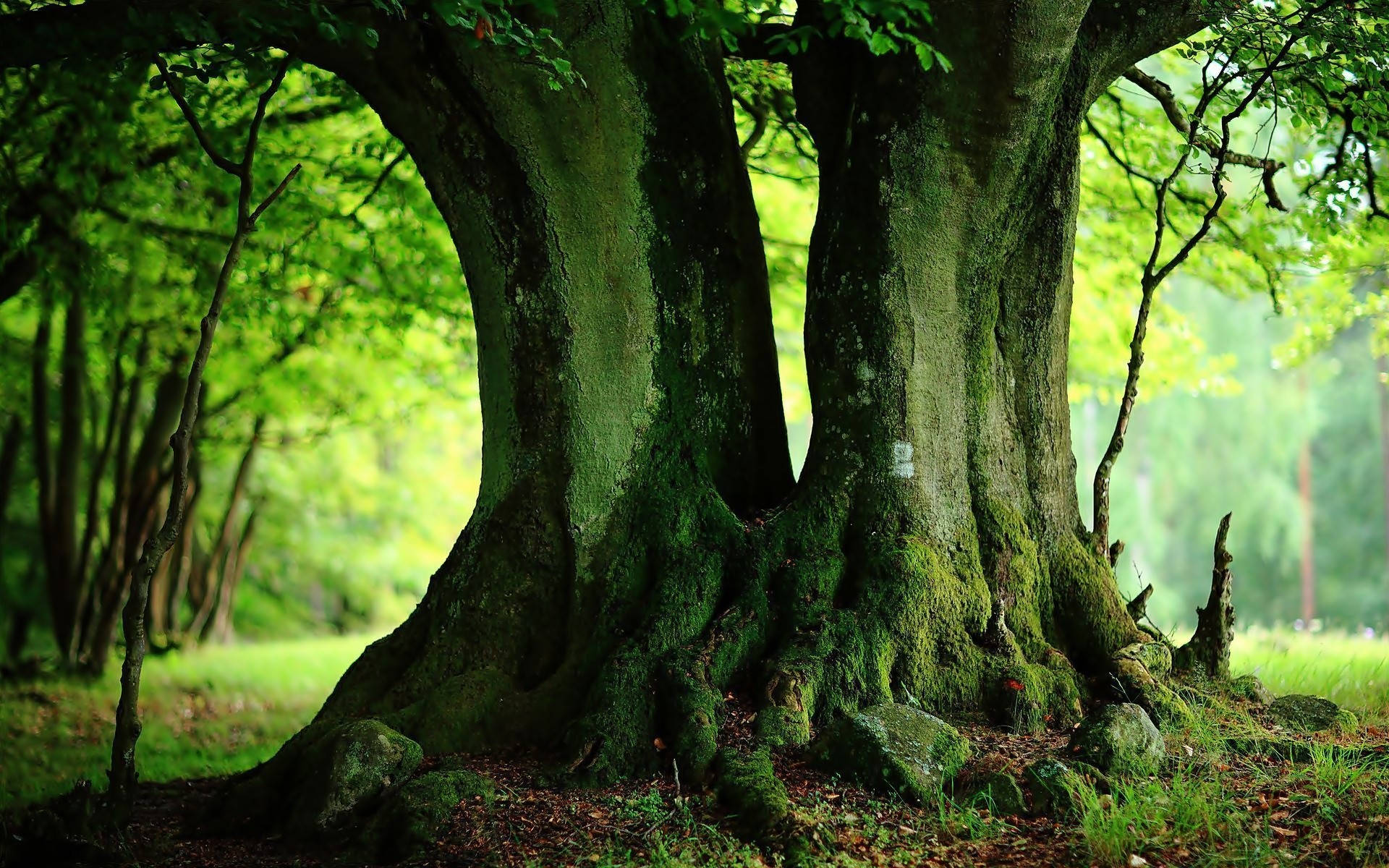 Twin grønne træer forestiller livet som smukt Wallpaper